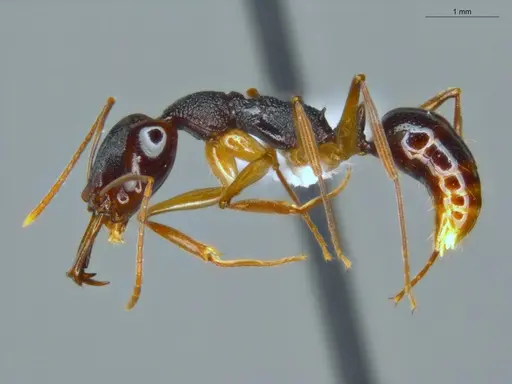 Anochetus bispinosus - ECOFOG-LA15-0289-16