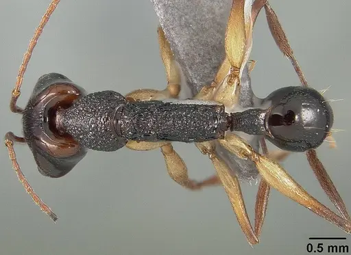 Anochetus bispinosus - USNMENT01124207