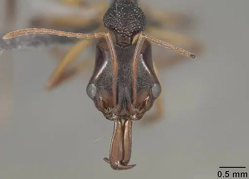 Anochetus bispinosus - USNMENT01124207