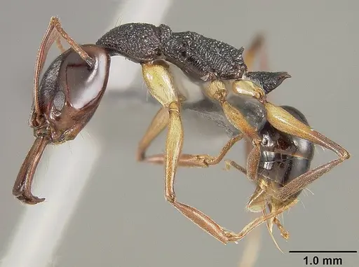 Anochetus bispinosus - USNMENT01124207