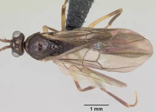 Anochetus boltoni specimen