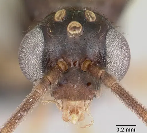 Anochetus boltoni specimen