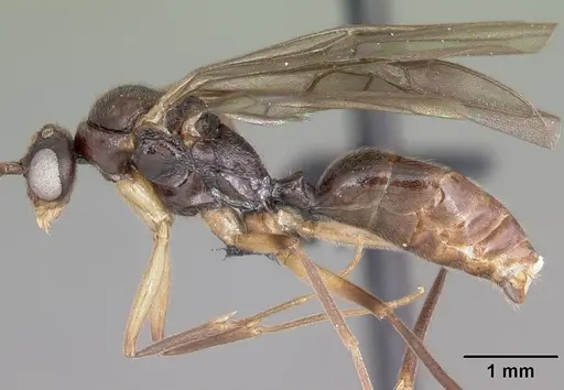 Anochetus boltoni specimen