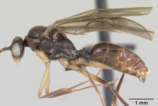 Anochetus boltoni - CASENT0063847