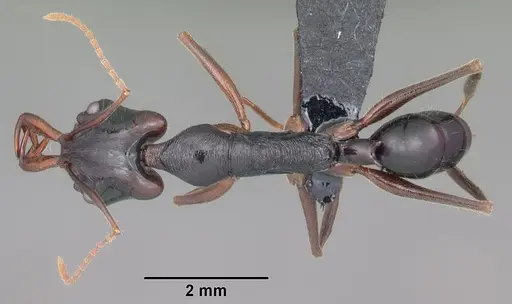 Anochetus boltoni - CASENT0104542