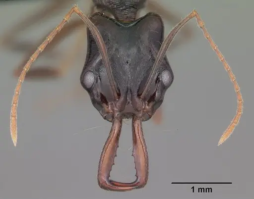 Anochetus boltoni - CASENT0104542