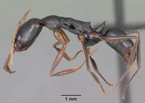 Anochetus boltoni - CASENT0104542