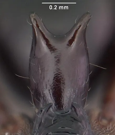 Anochetus boltoni - CASENT0104542