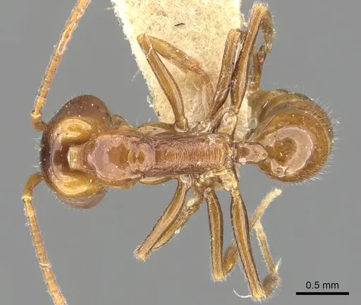 Anochetus brevis specimen