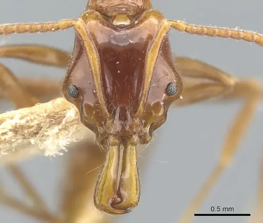 Anochetus brevis specimen