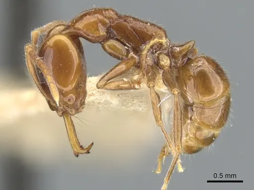 Anochetus brevis specimen