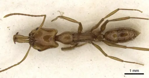 Anochetus bytinskii specimen