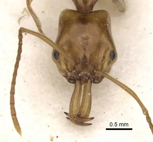 Anochetus bytinskii specimen