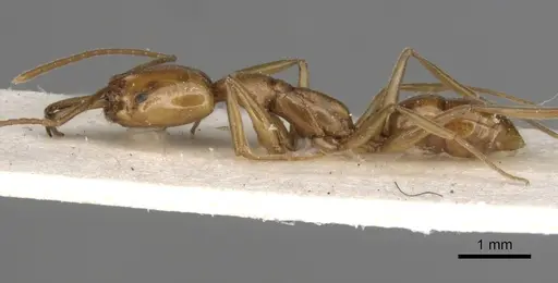 Anochetus bytinskii specimen