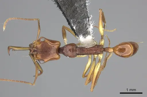 Anochetus cato specimen