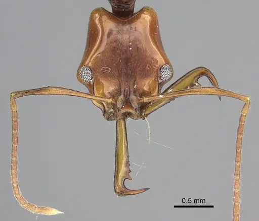 Anochetus cato specimen