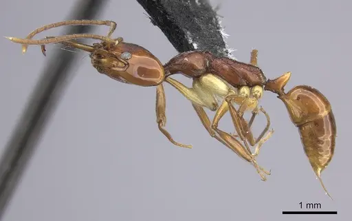 Anochetus cato specimen