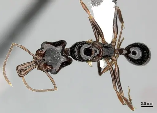 Anochetus cato - CASENT0199873