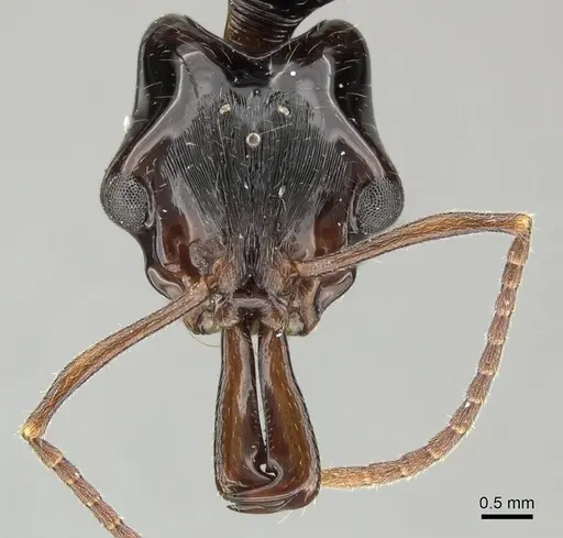 Anochetus cato - CASENT0199873