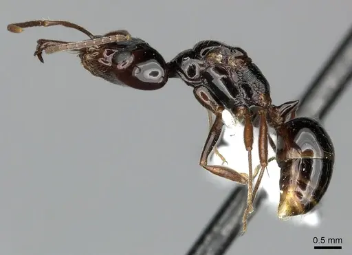 Anochetus cato - CASENT0199873