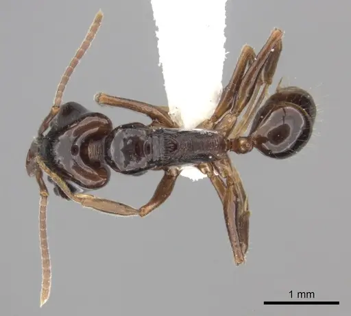 Anochetus cato - CASENT0260490