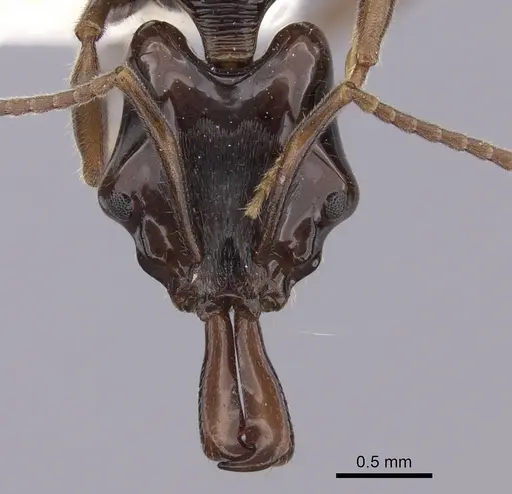 Anochetus cato - CASENT0260490