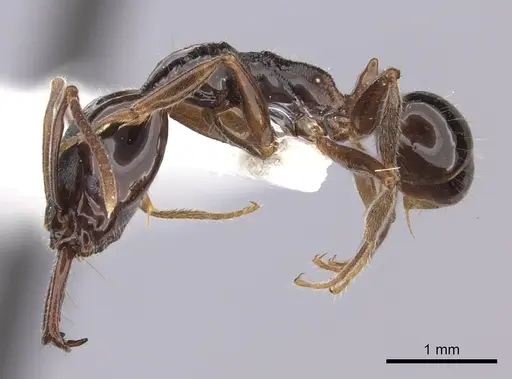 Anochetus cato - CASENT0260490