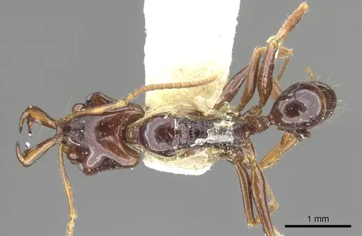 Anochetus cato - CASENT0902441