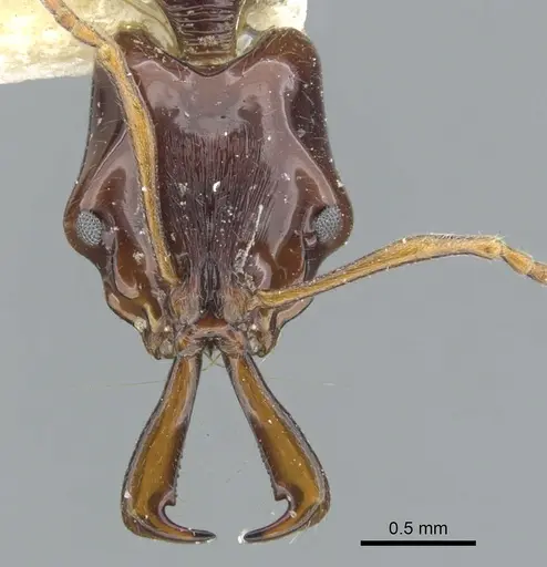 Anochetus cato - CASENT0902441