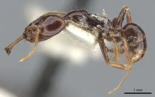 Anochetus cato - CASENT0902441