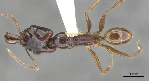 Anochetus cato - CASENT0902442