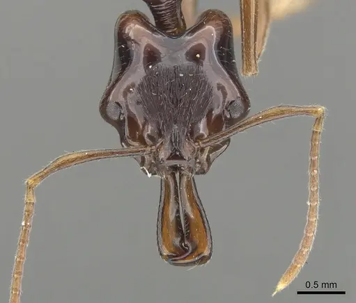 Anochetus cato - CASENT0902442