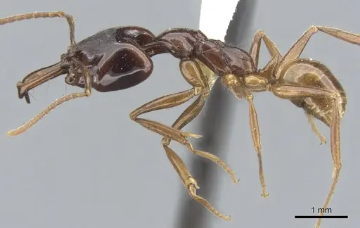 Anochetus cato - CASENT0902442