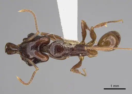 Anochetus cato - CASENT0923409