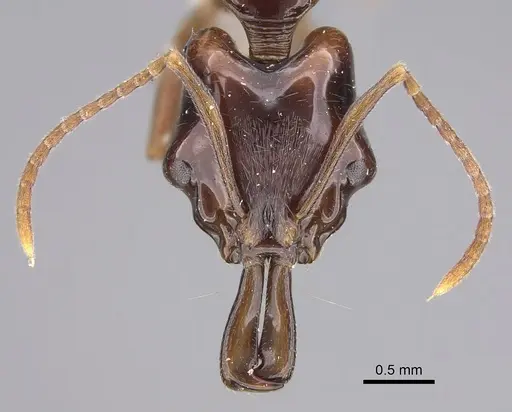 Anochetus cato - CASENT0923409