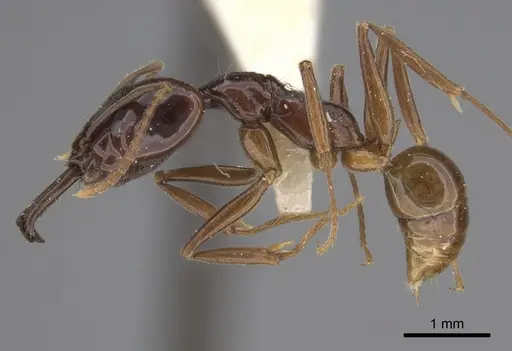 Anochetus cato - CASENT0923409