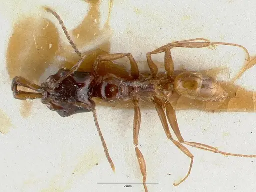 Anochetus cato - CASTYPE06926-02