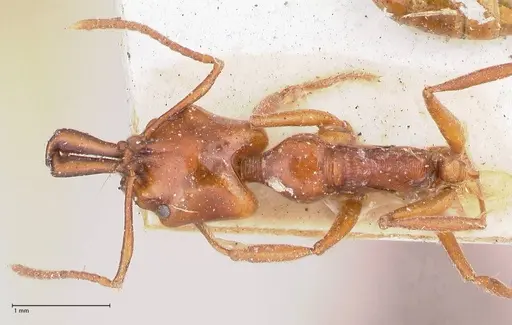 Anochetus cato - FOCOL1041