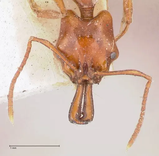 Anochetus cato - FOCOL1041