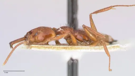 Anochetus cato - FOCOL1041