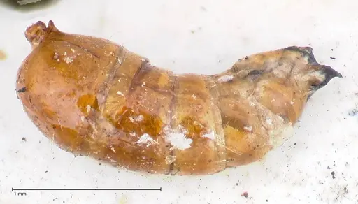 Anochetus cato - FOCOL1041