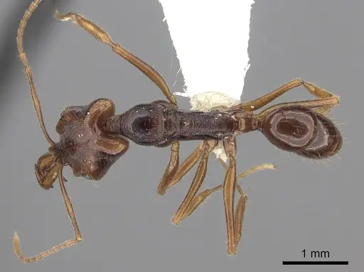 Anochetus chirichinii specimen