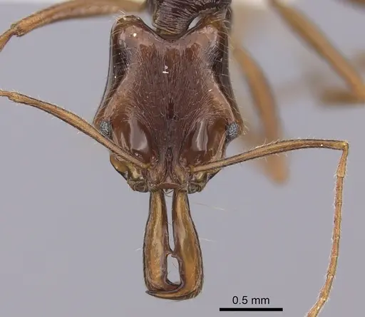 Anochetus chirichinii specimen