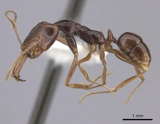 Anochetus chirichinii specimen