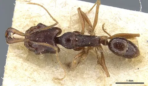 Anochetus chirichinii - CASENT0903981