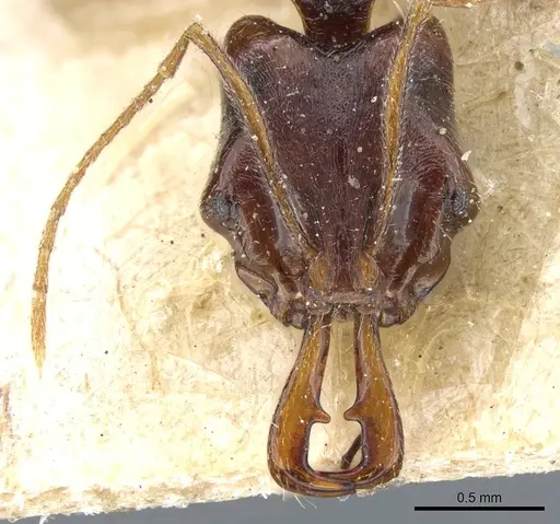 Anochetus chirichinii - CASENT0903981