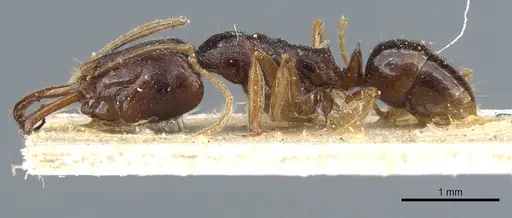 Anochetus chirichinii - CASENT0903981