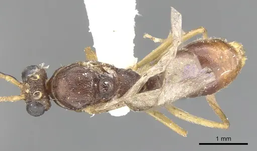 Anochetus consultans specimen