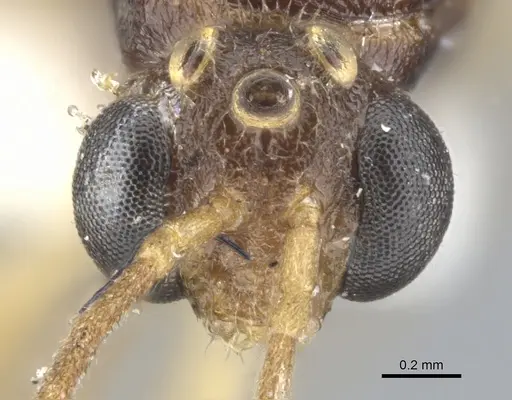 Anochetus consultans specimen