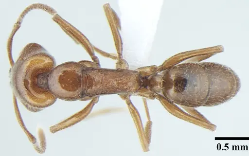 Anochetus cryptus specimen